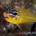 cardinalfish_coral_ar_sim_h_0053_tha0063.jpg